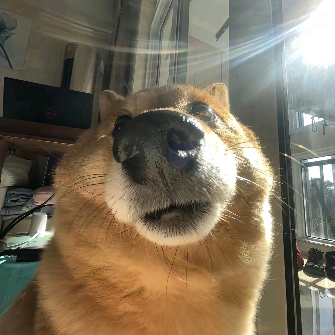 馒头头头头