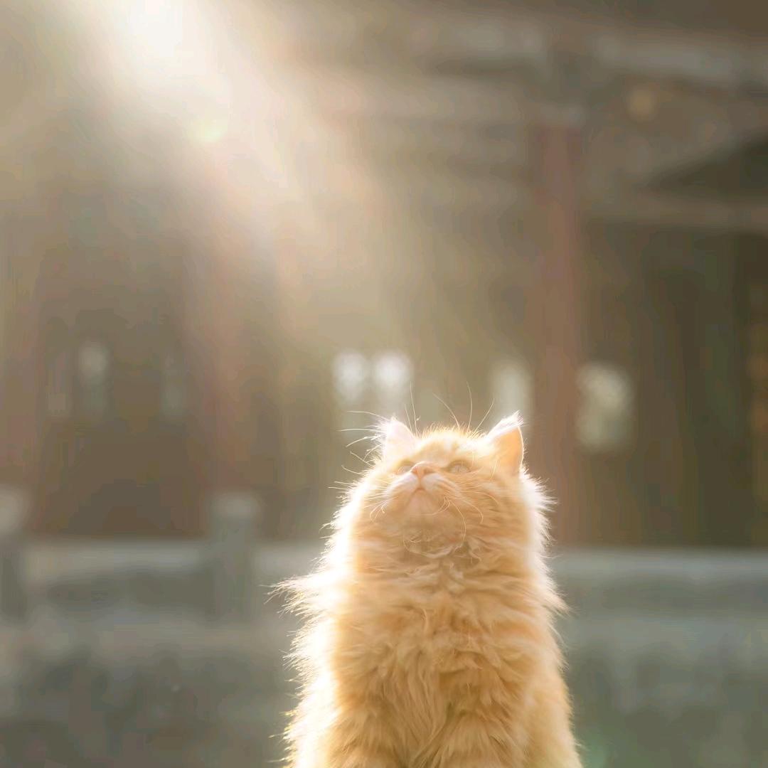 罐头王子