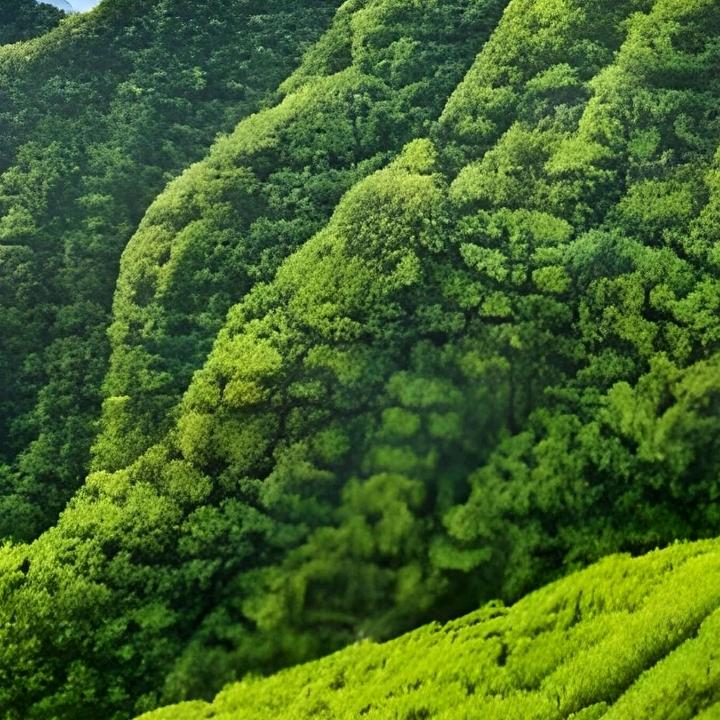 快快樂樂每一天楊哥