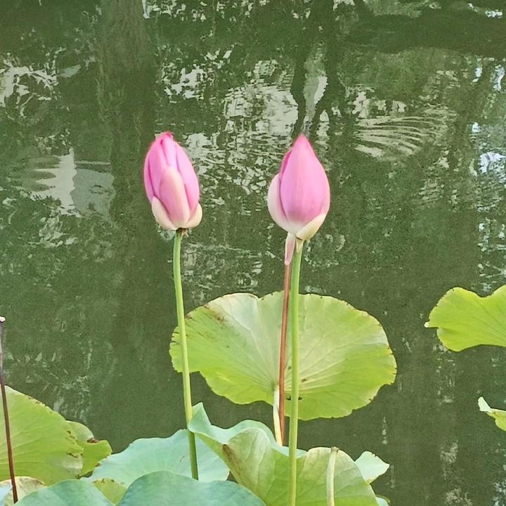 一株莲花
