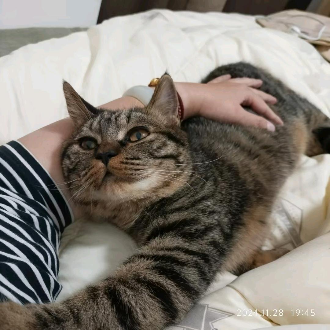 查皮