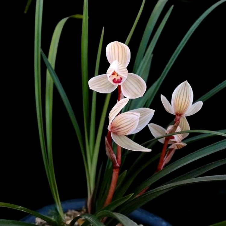 安之若素 时来运转