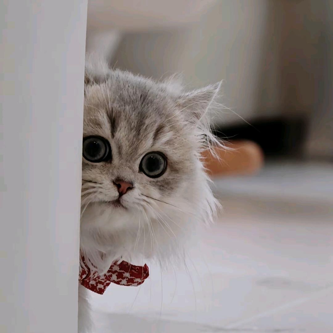 冰美式加奶不加糖