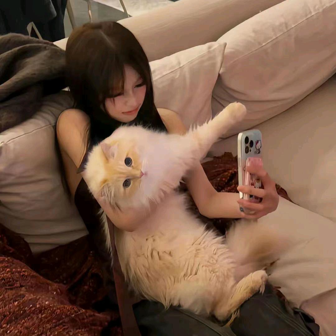 芝士.