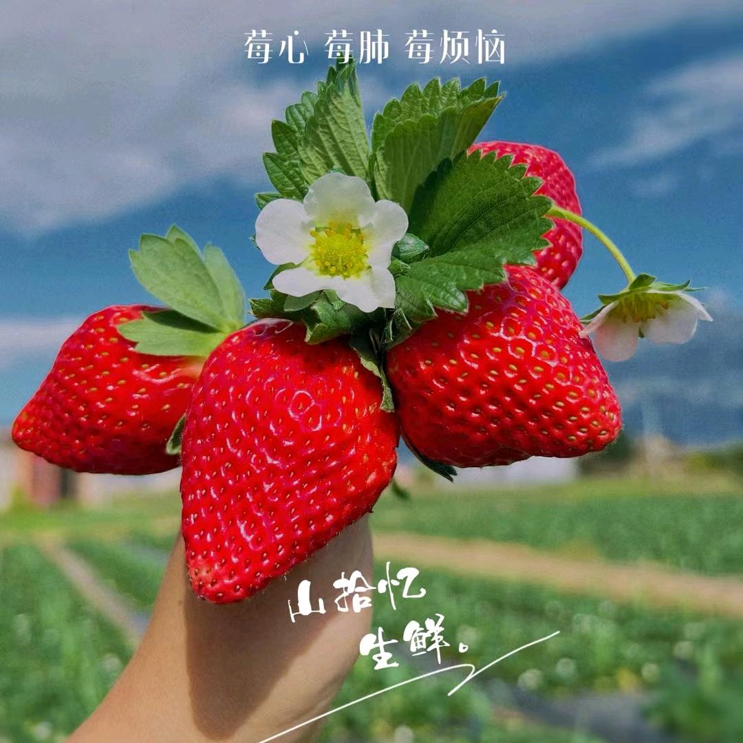 琴轩果蔬