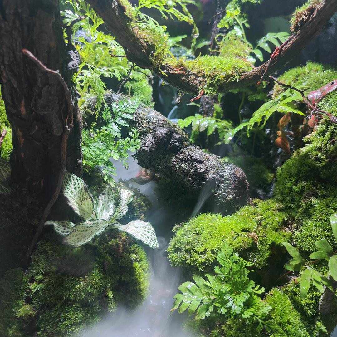 绘景