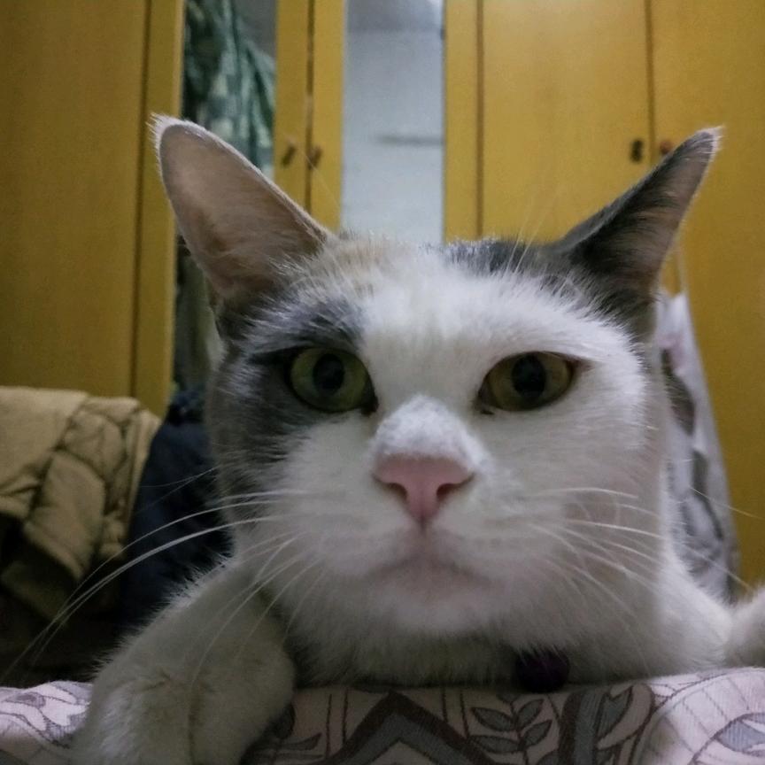 花猫
