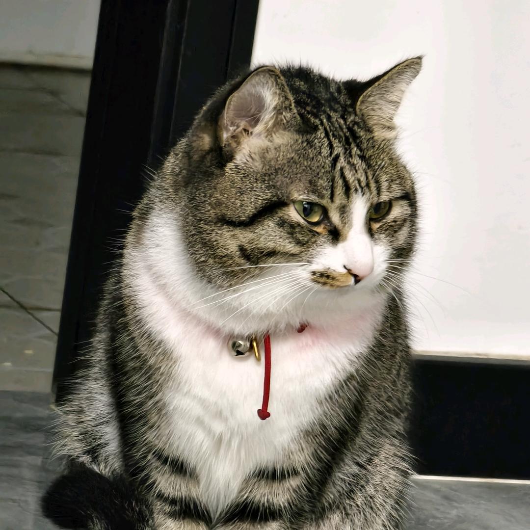 胖胖是只猫