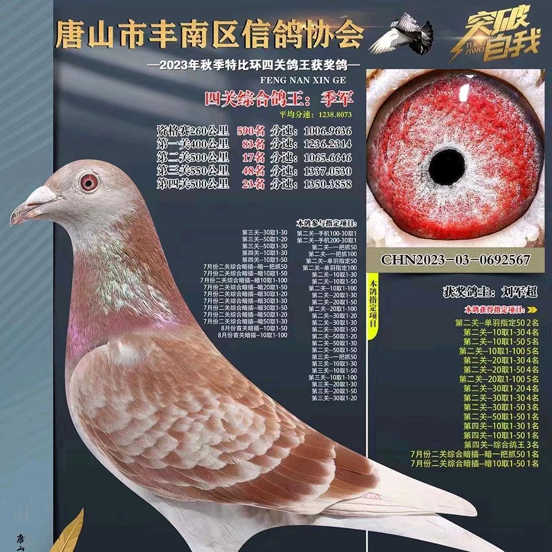 弘梦鸽业