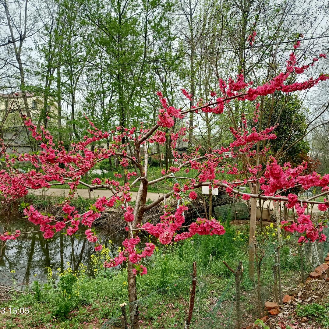 小方货运小扒菜