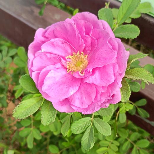 🌹时来运转🌹