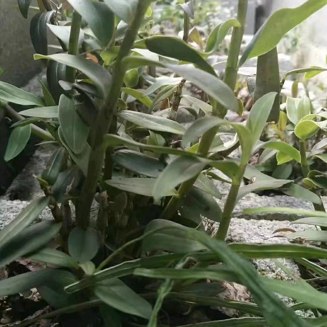 挖山药的大叔