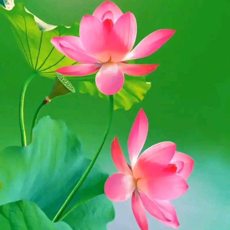 玉