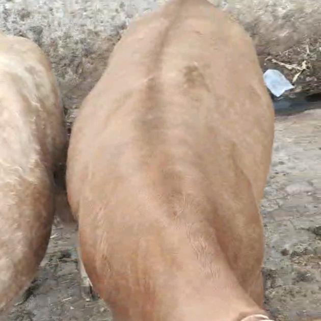 专做雪花肥母牛，大二膘母牛代办