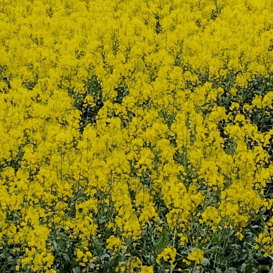 小芒果干