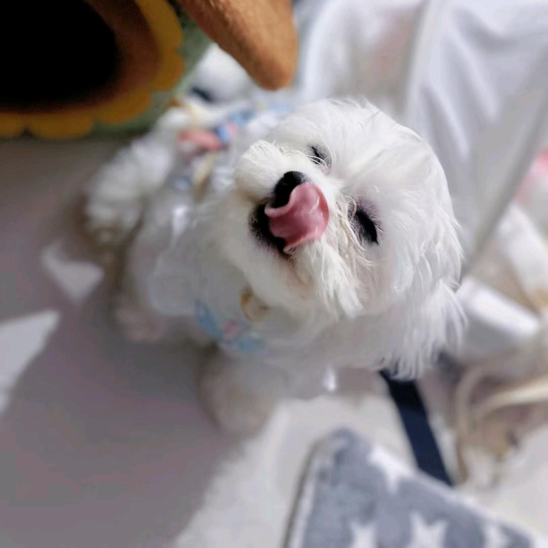 憨憨是个小吃货