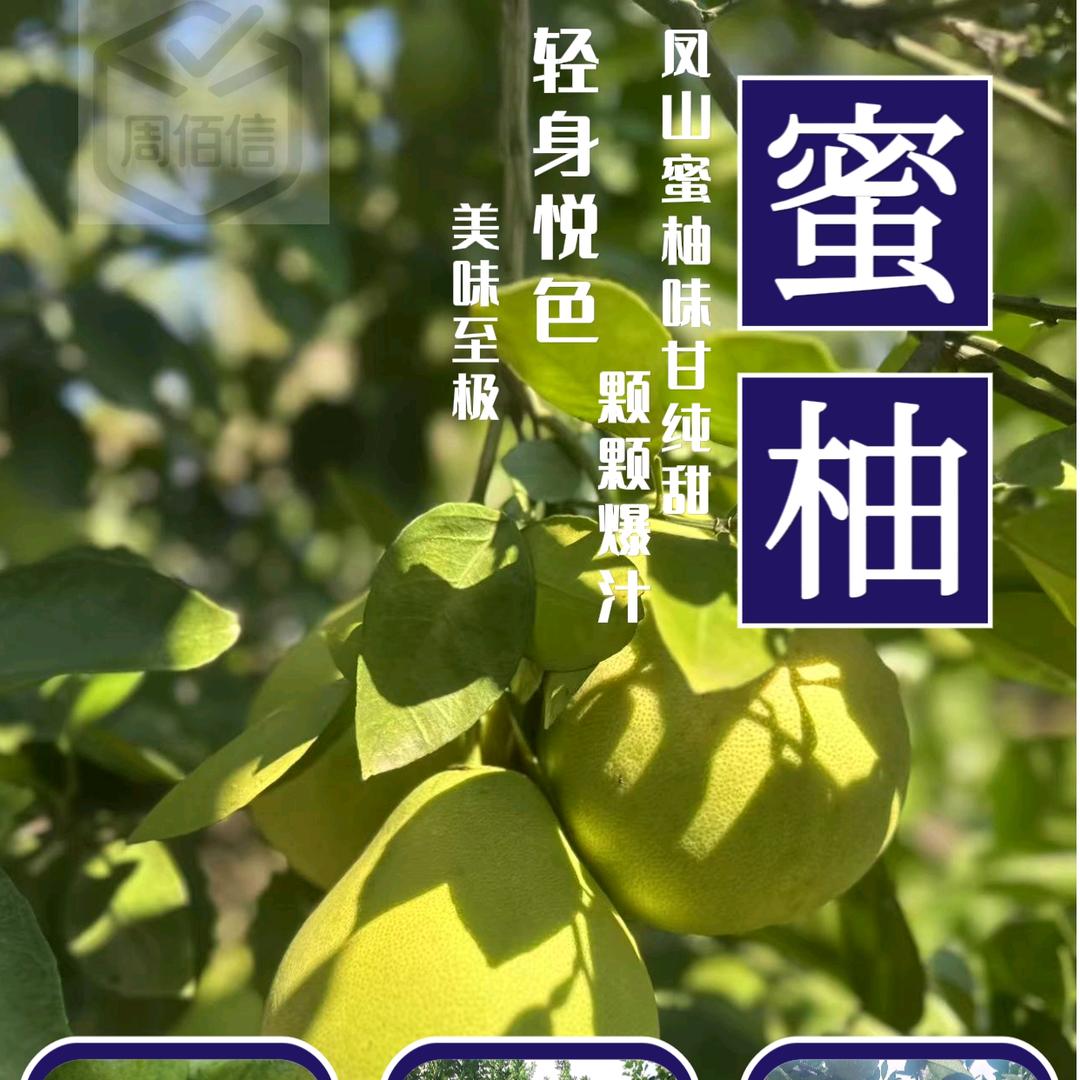 羊咩咩凤梨