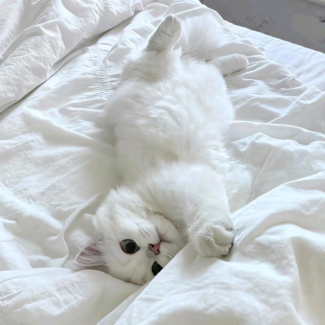 加菲猫别吃了