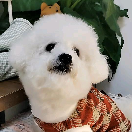 糖宝是比熊