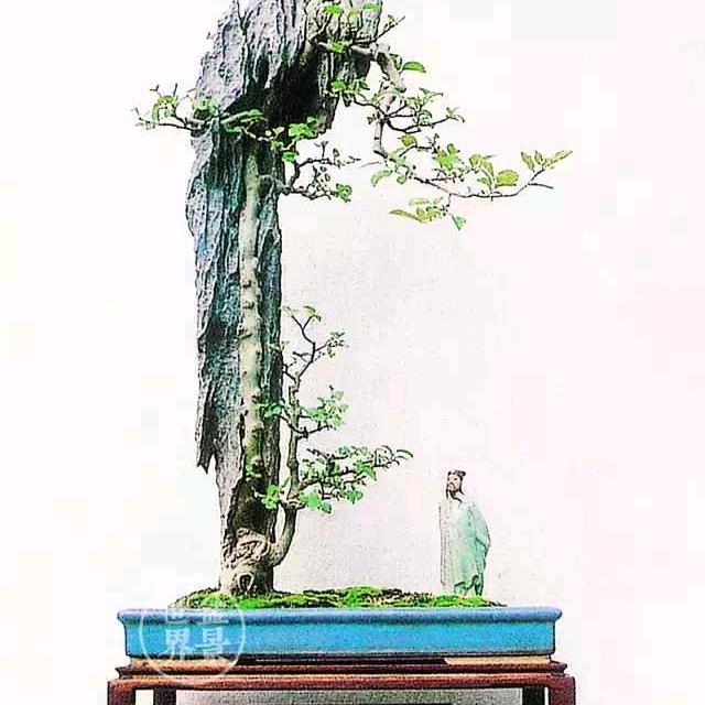 随缘盆景