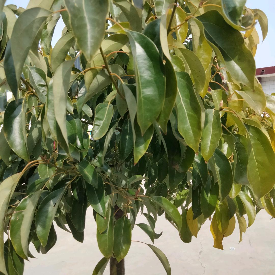 河南平顶山白哥