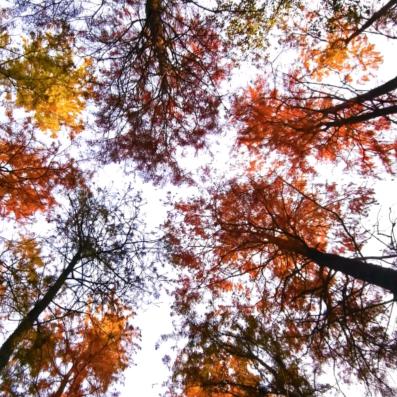 没有天赋，那就重复！