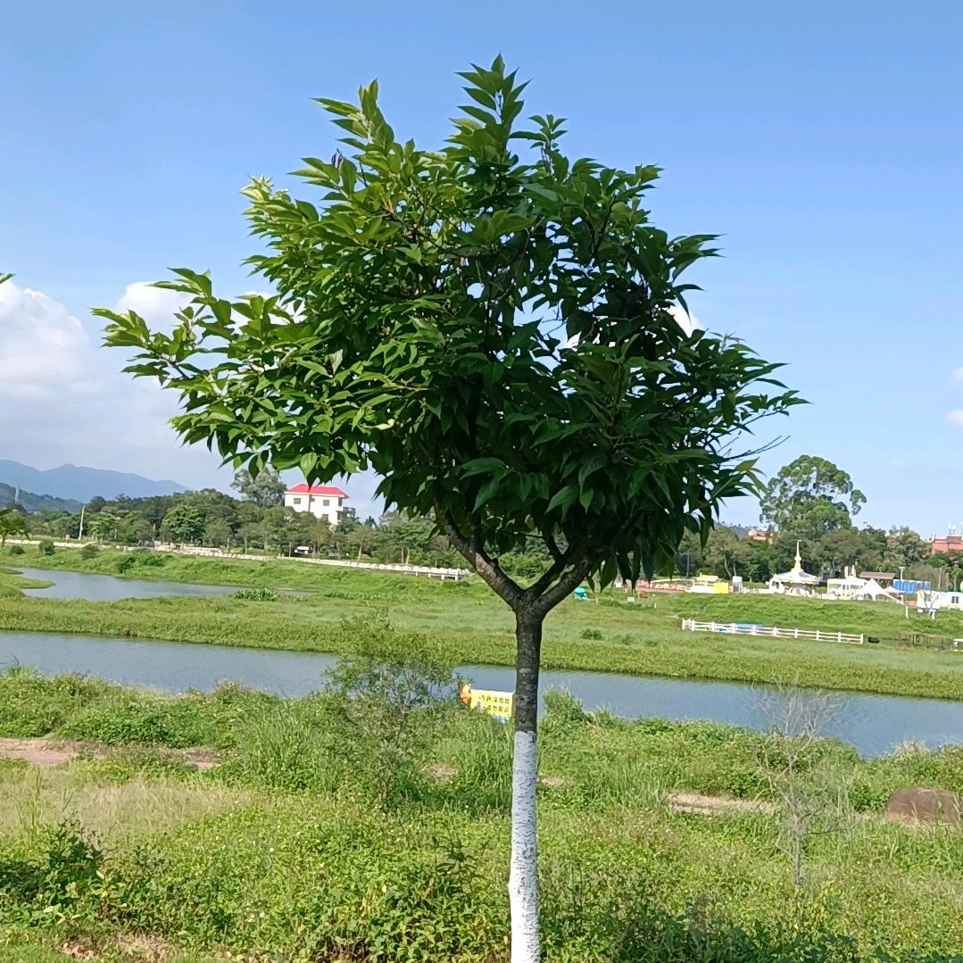 木一间优品