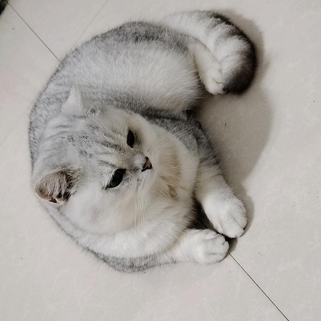 我有一只小猫咪