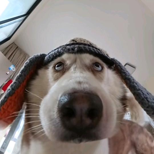 oi嘿嘿