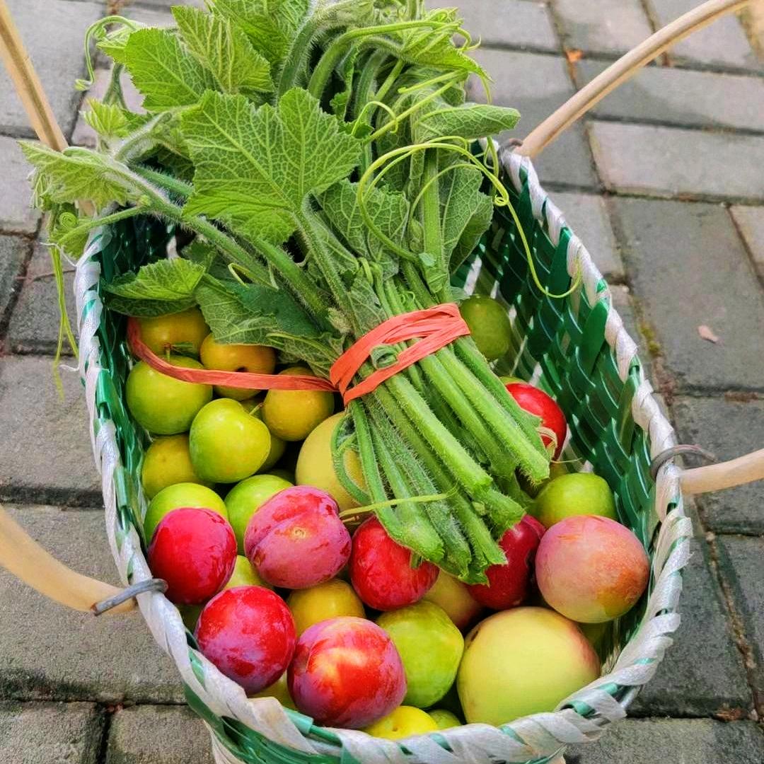 卷卷的一亩地🌾
