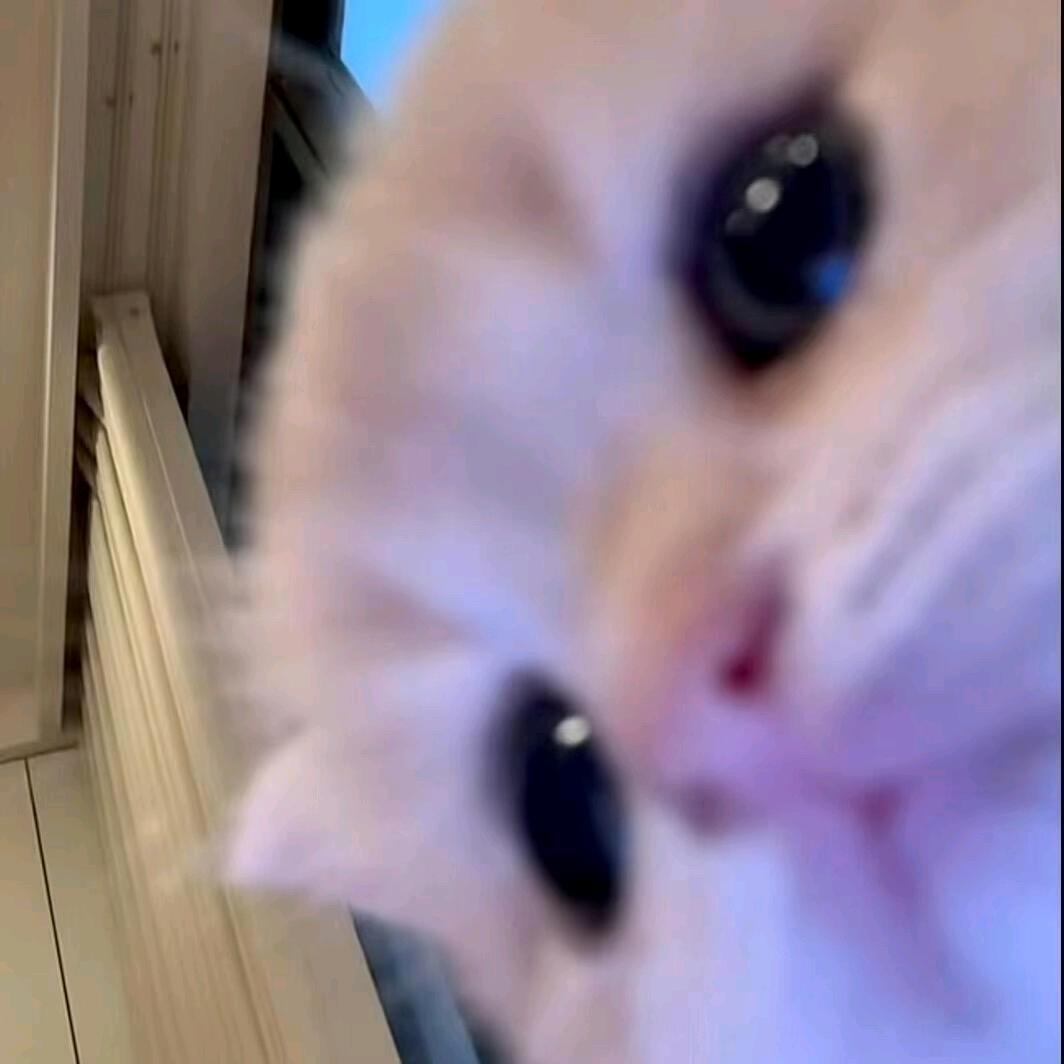 茉莉花茶
