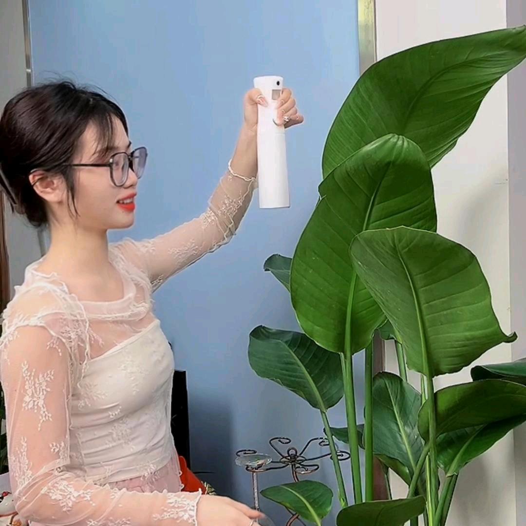 Sunflower桔子绿植