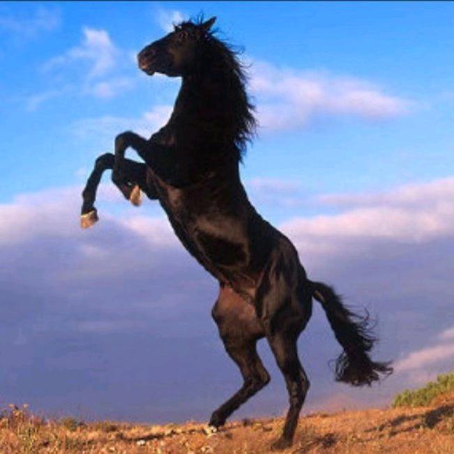 （方城）安欣牛羊肉