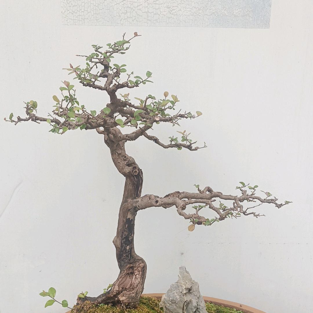 人生百态