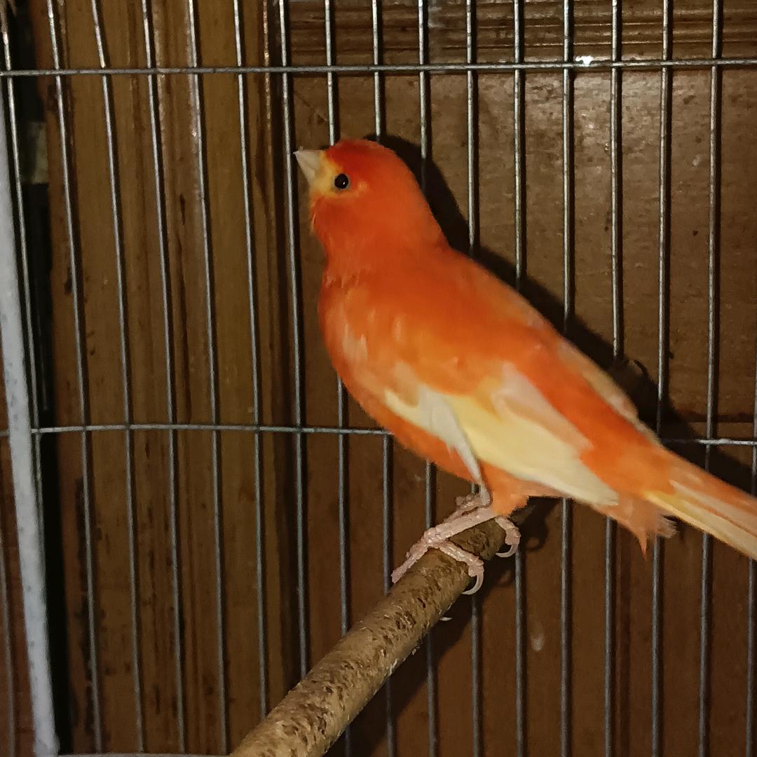 三水鸟王