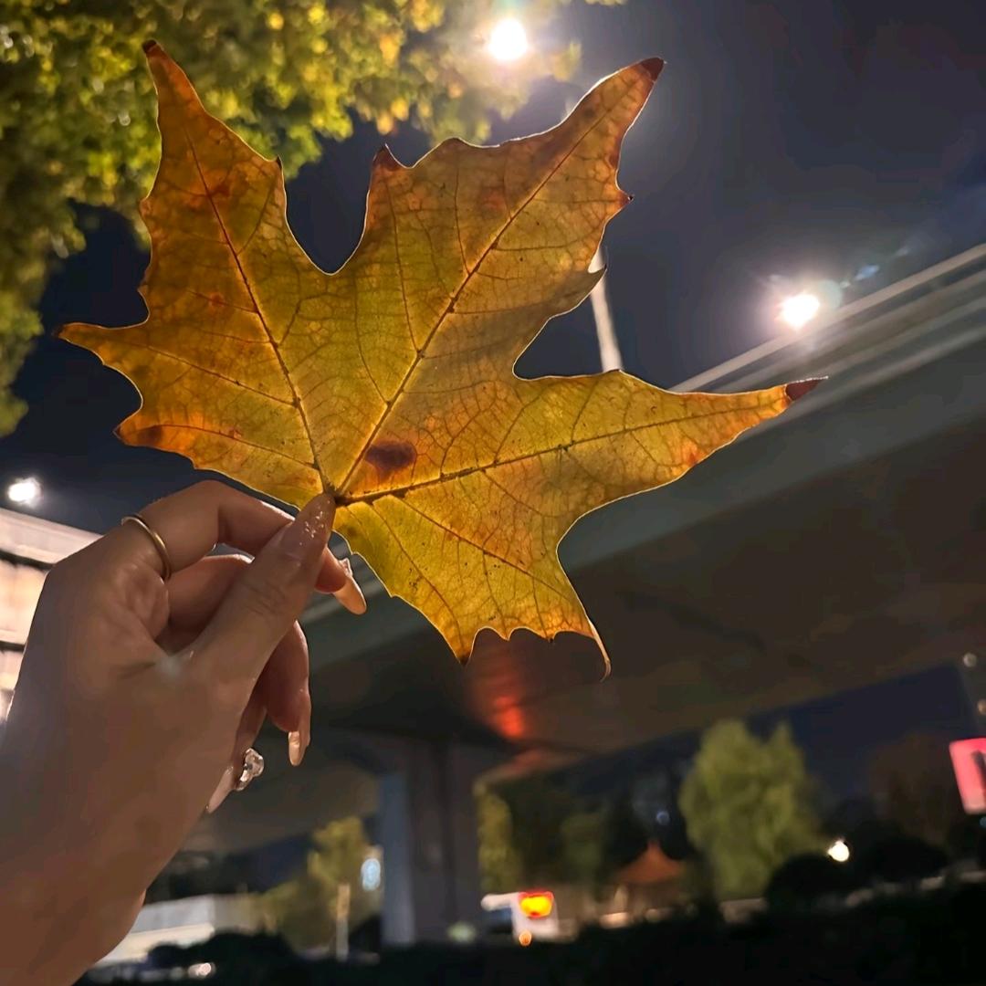 🥀₅²⁰羅家姑凉
