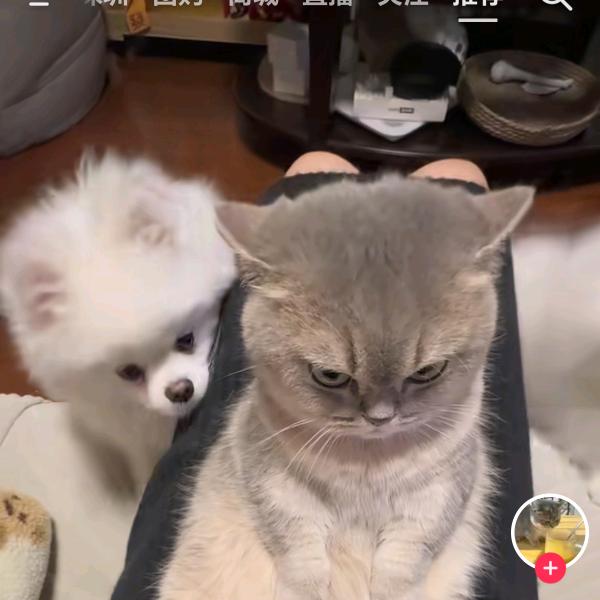 ── 展开985条回复 ⌵