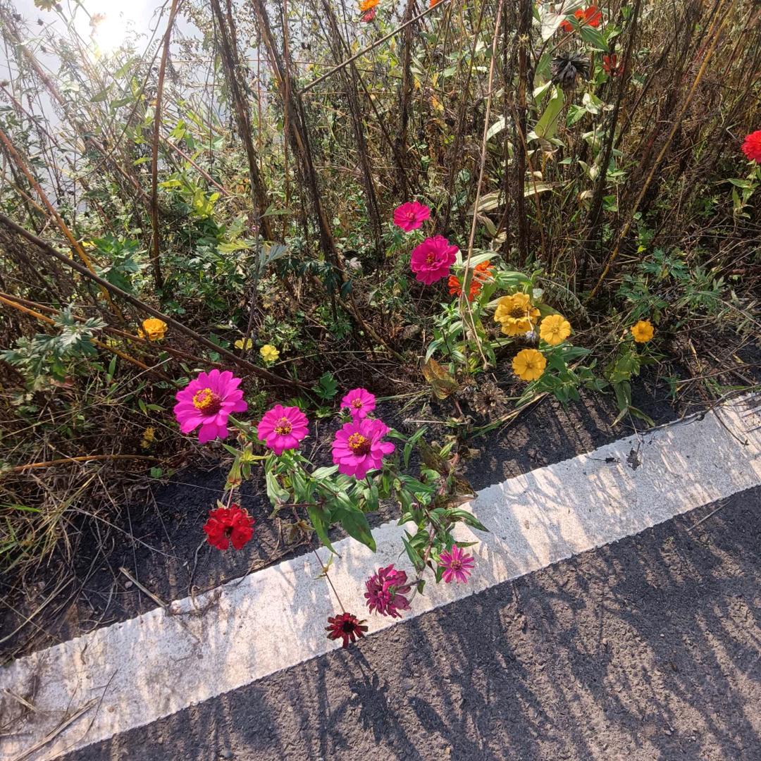 幸运草*%。，（aR首）