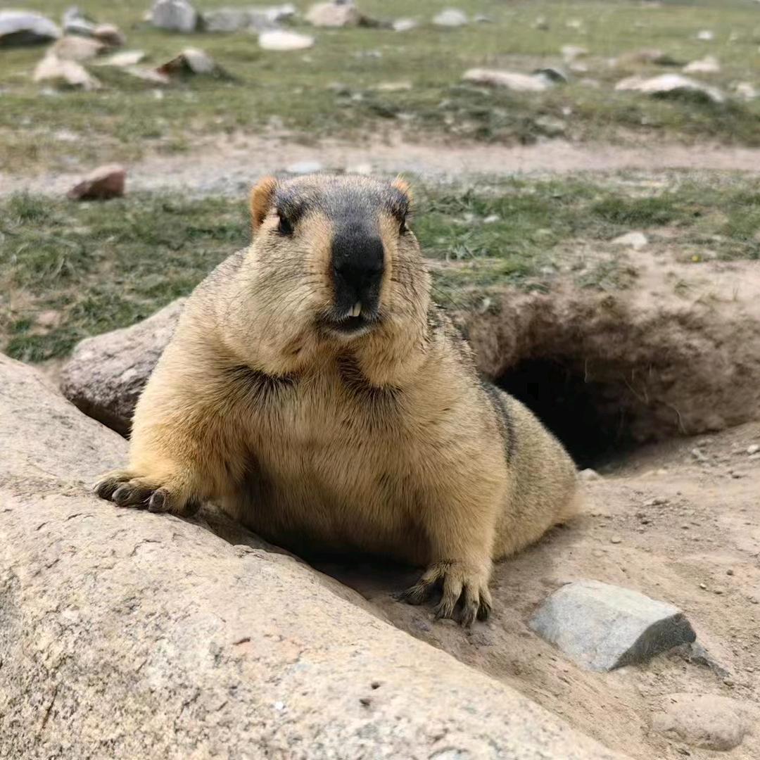 招加盟代理中间商