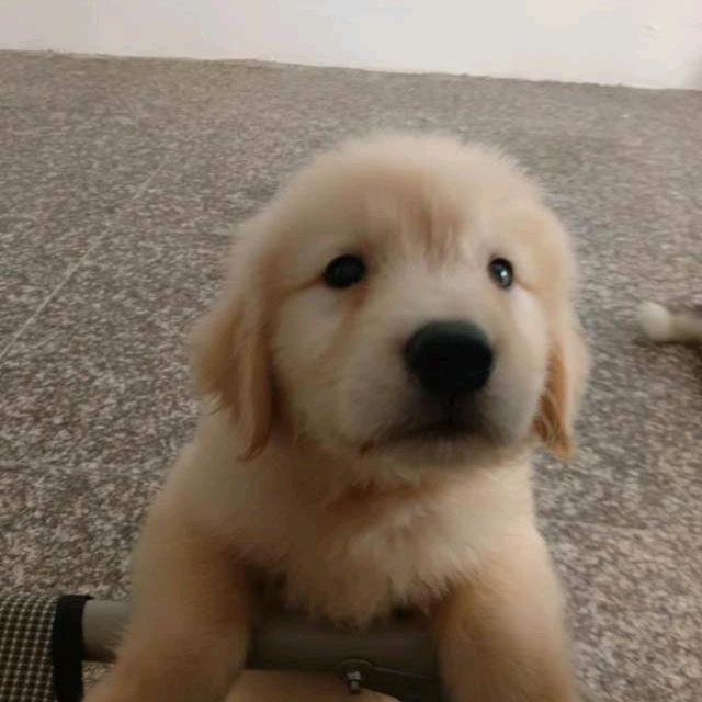 萌宠之家宠物会所头像