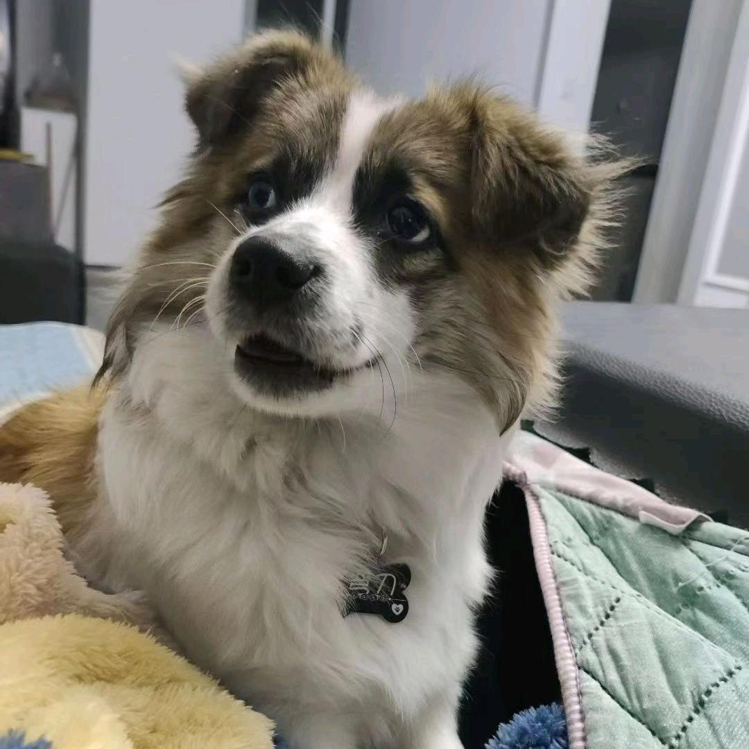 菠菜家优选好车