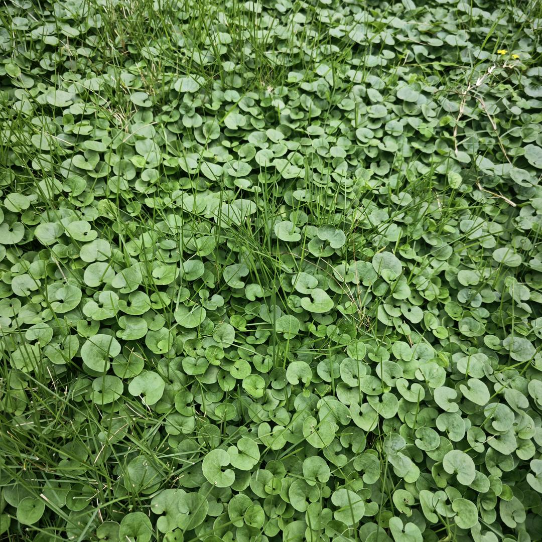 长河渐落晓星沉