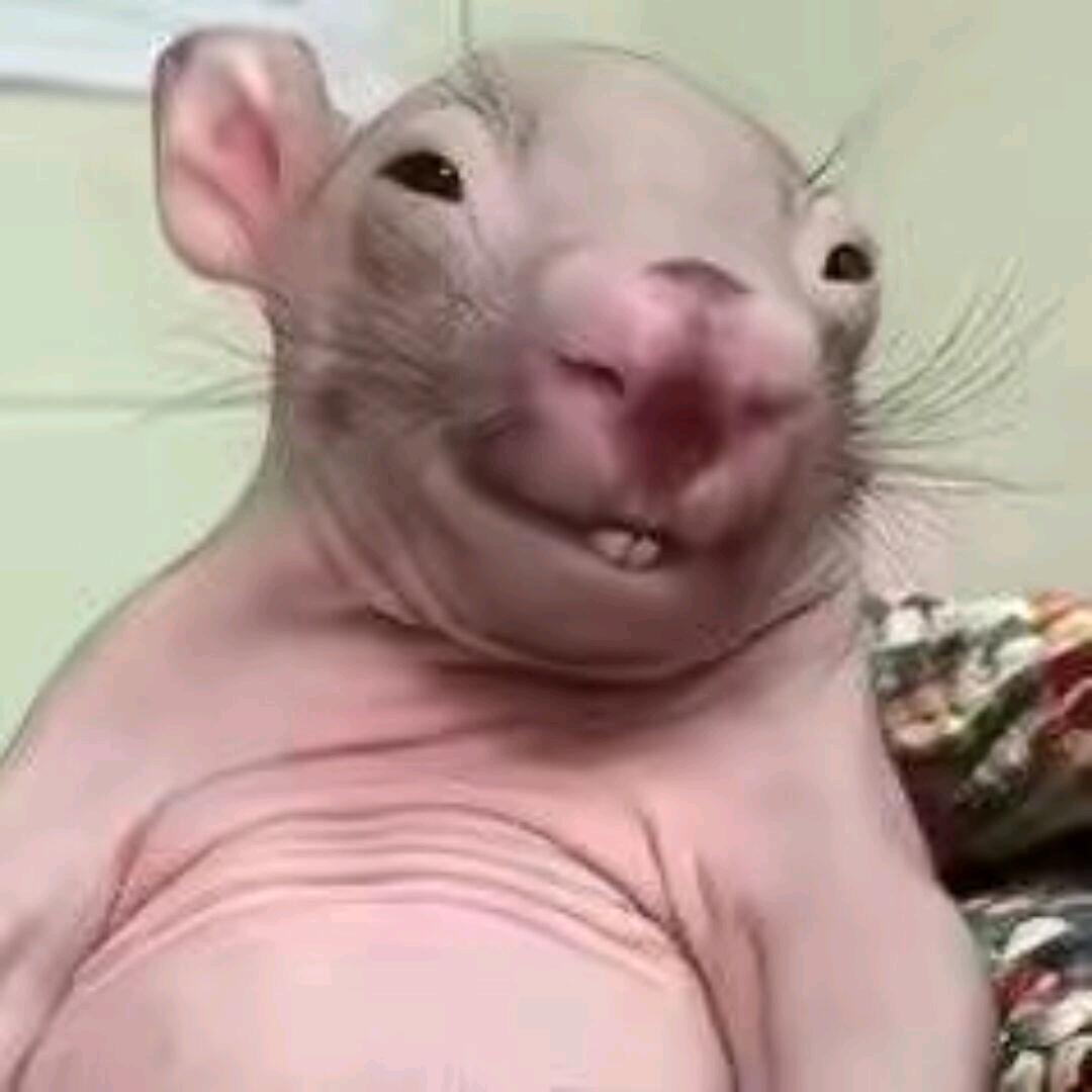 枫