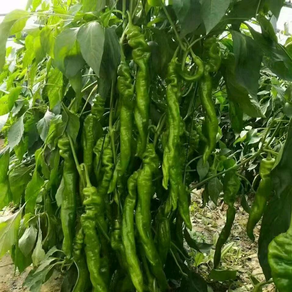 鲜之源果蔬  收购  代办各类精品辣椒