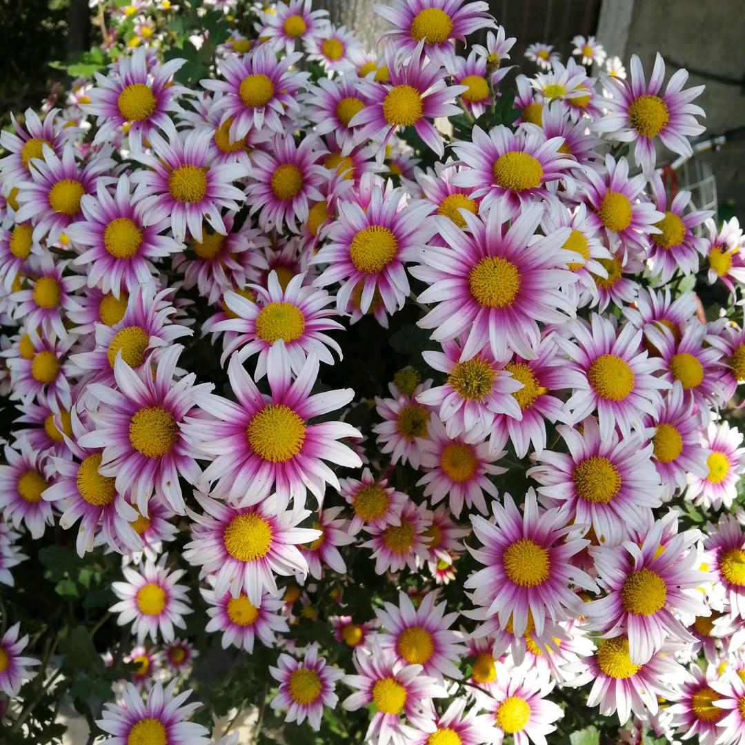 一切都是最好的🌷🌸🌺