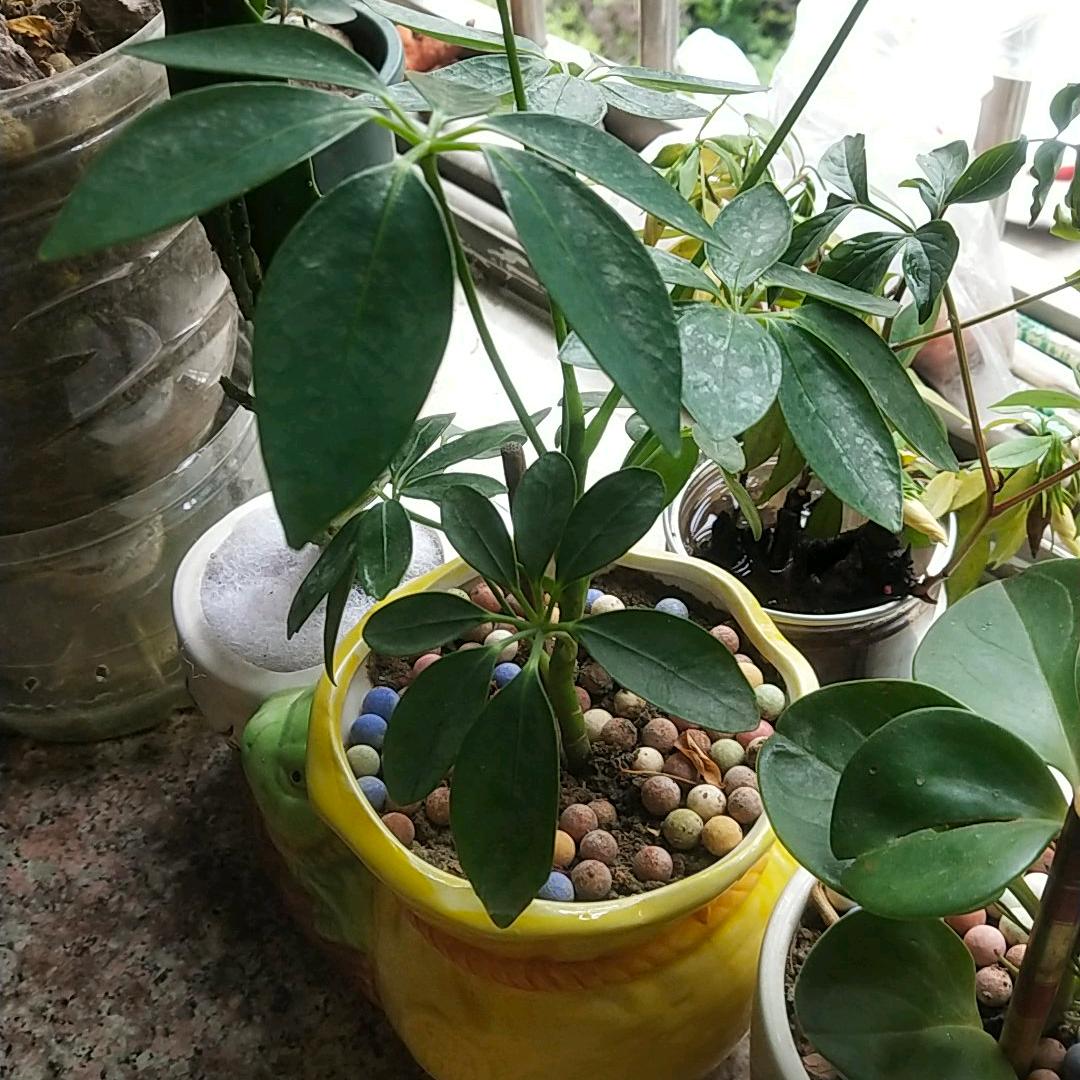 月球萌娃