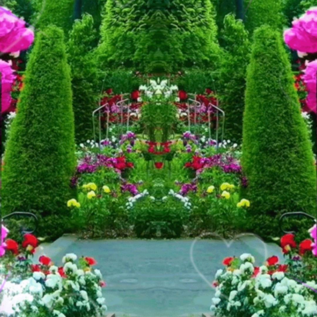 玫瑰🌹