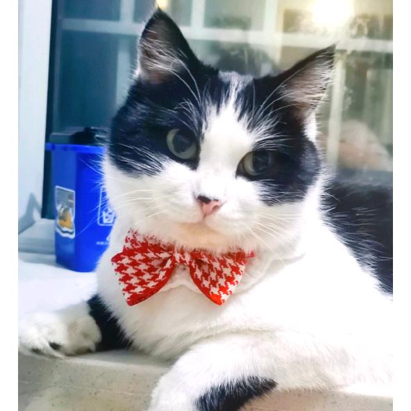 撸铁和撸猫的李李