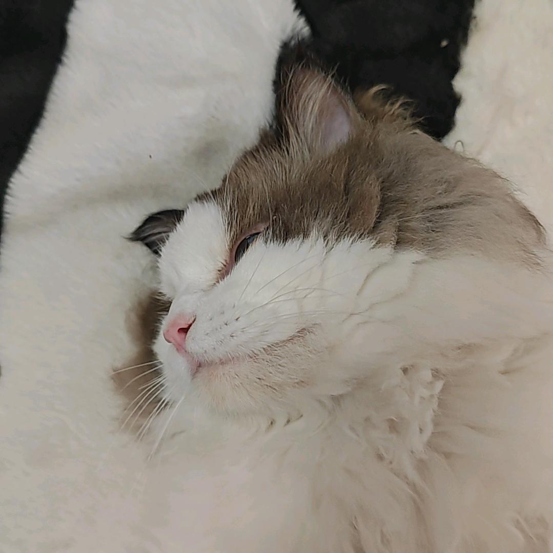 奶茶是个大胖猫