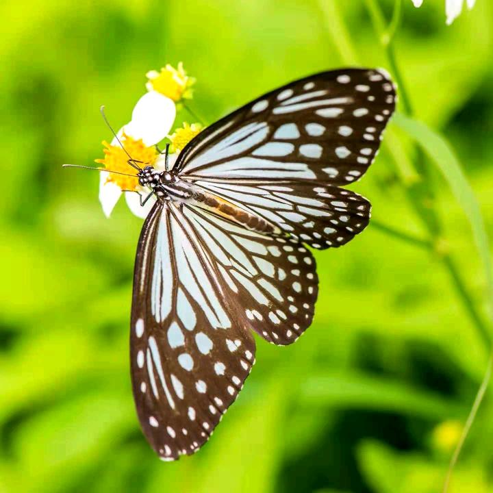 好人一辈子平安